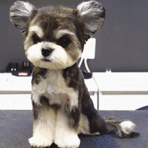 A级成人毛片视频
